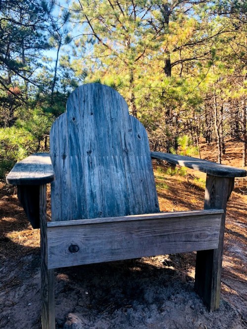 A weathered wooden chair sits in a forest, surrounded by tall pine trees and dappled sunlight.