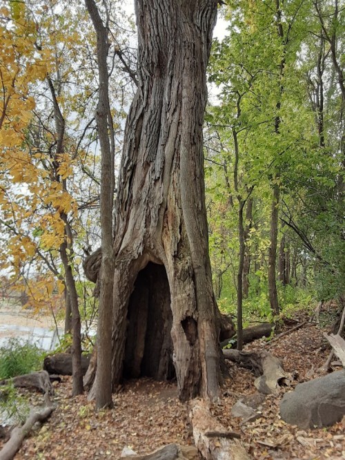 A large, hollow tree trunk surrounded by green foliage and fallen leaves in a serene forest setting.