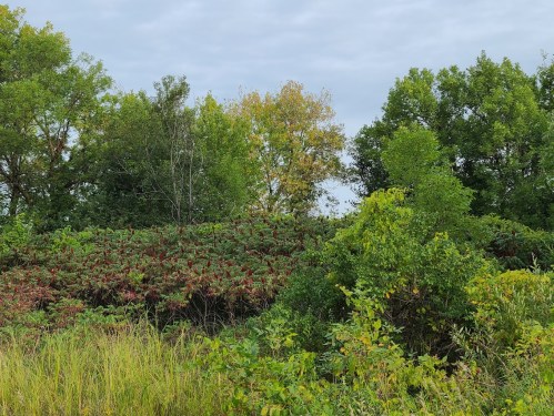 Lush greenery with a mix of trees and shrubs, featuring hints of autumn colors under a cloudy sky.