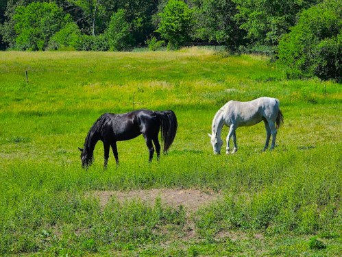 Two horses, one black and one white, graze peacefully in a lush green field surrounded by trees.