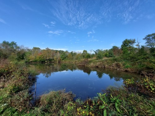 A serene pond surrounded by lush greenery and trees under a clear blue sky. Reflections shimmer on the water's surface.
