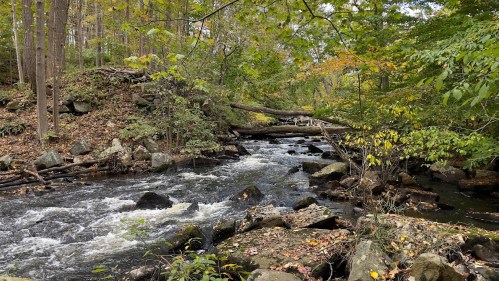 A serene stream flows through a forest, surrounded by colorful autumn foliage and scattered rocks.