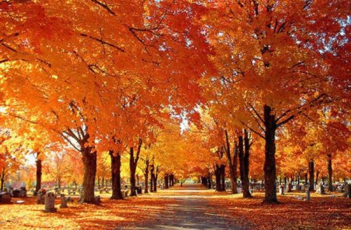A serene pathway lined with vibrant orange and yellow trees in autumn, creating a picturesque fall scene.