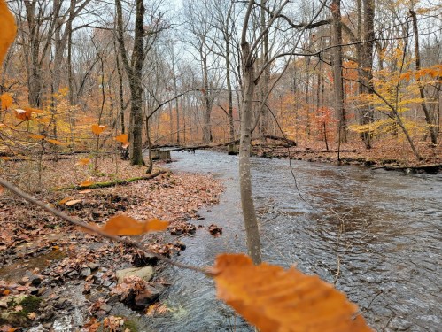 A serene river flows through a forest with autumn leaves, showcasing vibrant orange and yellow foliage.