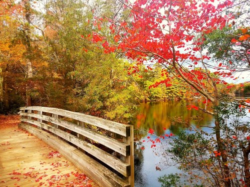 A wooden bridge curves over a calm river, surrounded by vibrant autumn foliage in shades of red and orange.