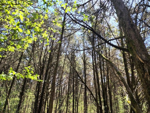A view of tall trees with green leaves against a bright blue sky in a forest setting.