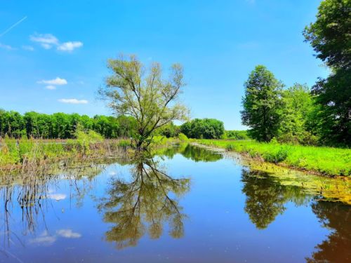A serene landscape featuring a calm pond reflecting trees and blue sky, surrounded by lush greenery.
