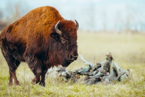 A bison stands in a grassy field near a weathered log, with a blurred background of trees and sky.