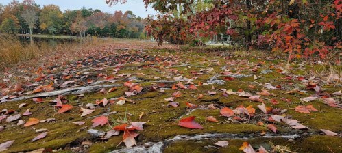 A serene landscape with colorful autumn leaves scattered on mossy ground near a calm lake. Trees in the background.