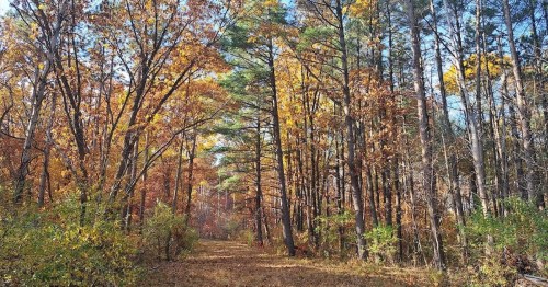 A serene forest path lined with trees showcasing vibrant autumn foliage in shades of orange, yellow, and green.