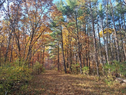 A serene forest path lined with trees showcasing vibrant autumn foliage under a clear blue sky.