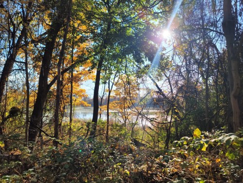 Sunlight filters through colorful autumn trees by a serene lake, creating a peaceful natural scene.