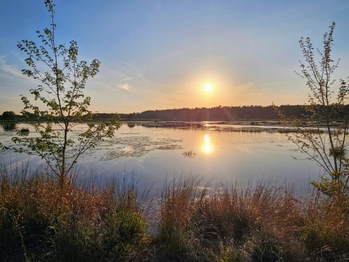 A serene sunset over a calm lake, with trees and tall grass framing the scene. Reflections shimmer on the water.