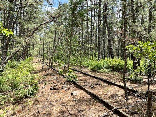Abandoned railway tracks running through a dense forest with tall trees and underbrush.