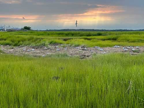 A serene landscape of green marsh grass under a cloudy sky, with birds flying and a hint of sunset in the background.