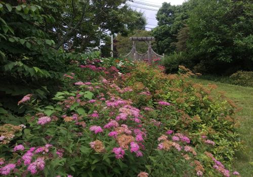 A lush garden filled with pink flowers, leading to a wooden swing set in a serene outdoor setting.