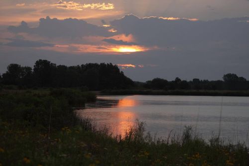 A serene sunset over a calm lake, with clouds and trees reflecting in the water. Wildflowers line the shore.
