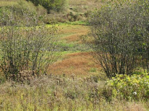 A serene landscape featuring grassy fields, scattered bushes, and a mix of green and golden vegetation under a clear sky.