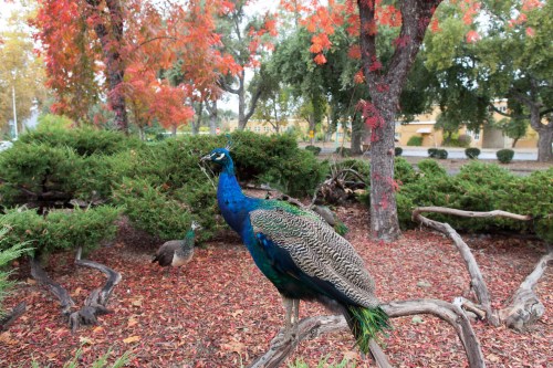 A vibrant peacock stands on a branch in a park with colorful autumn foliage in the background.