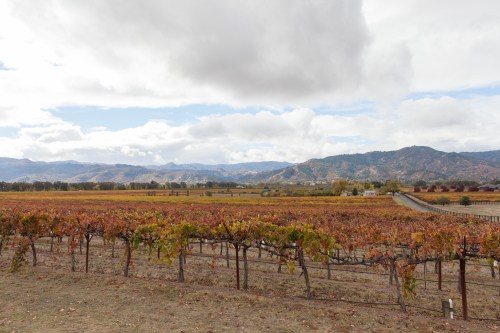 A scenic vineyard with autumn-colored vines, rolling hills, and cloudy skies in the background.