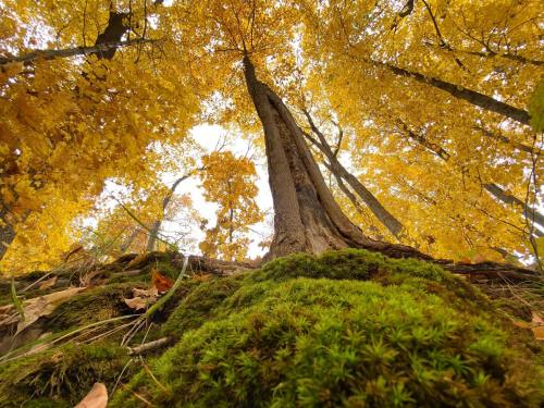 A low-angle view of a tall tree surrounded by vibrant yellow autumn leaves and lush green moss on the ground.