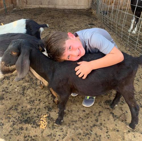A smiling child hugs a black goat in a barn, surrounded by other goats on the ground.