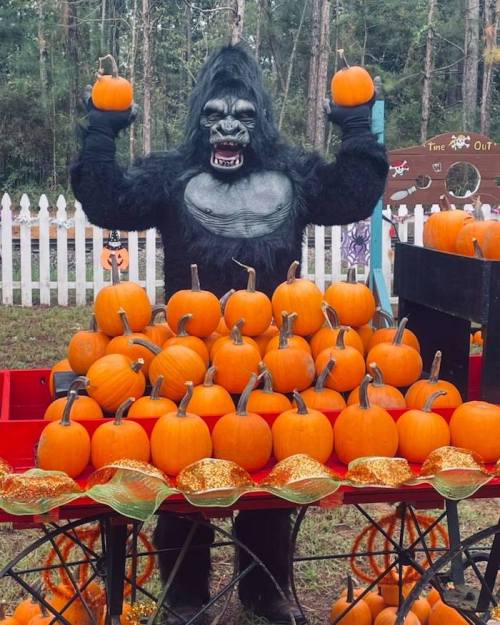 A person in a gorilla costume stands behind a cart filled with bright orange pumpkins in a festive outdoor setting.
