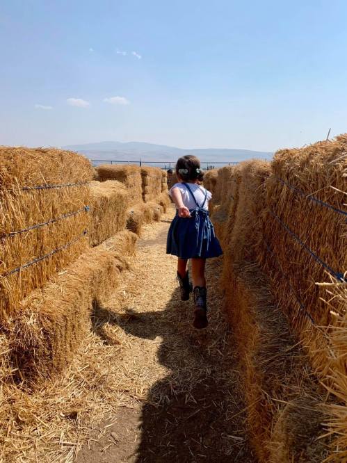 A child in a blue dress walks through a maze of hay bales under a clear sky.