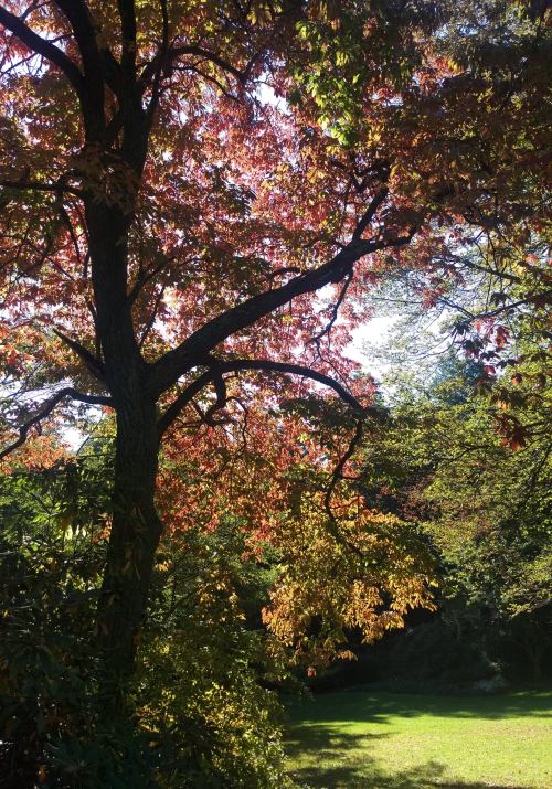A vibrant tree with red and orange leaves stands against a bright sky, surrounded by lush greenery.