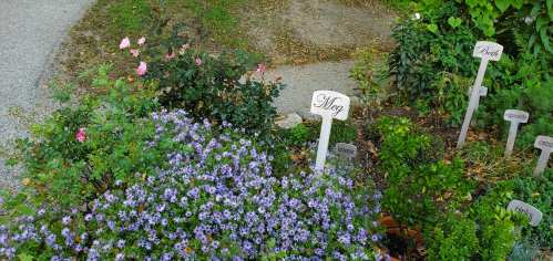 A garden path with blooming flowers and labeled plants, surrounded by greenery and a gravel walkway.