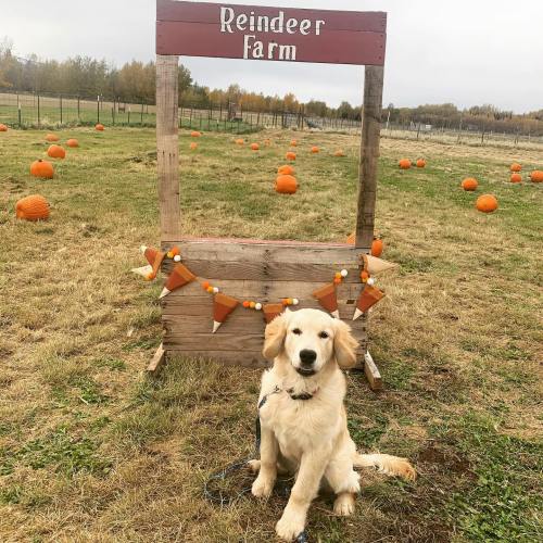 A golden retriever sits in front of a sign that reads "Reindeer Farm," surrounded by pumpkins in a field.