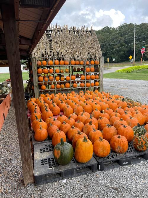 A display of vibrant orange pumpkins arranged neatly outside, with a rustic backdrop and a cloudy sky above.