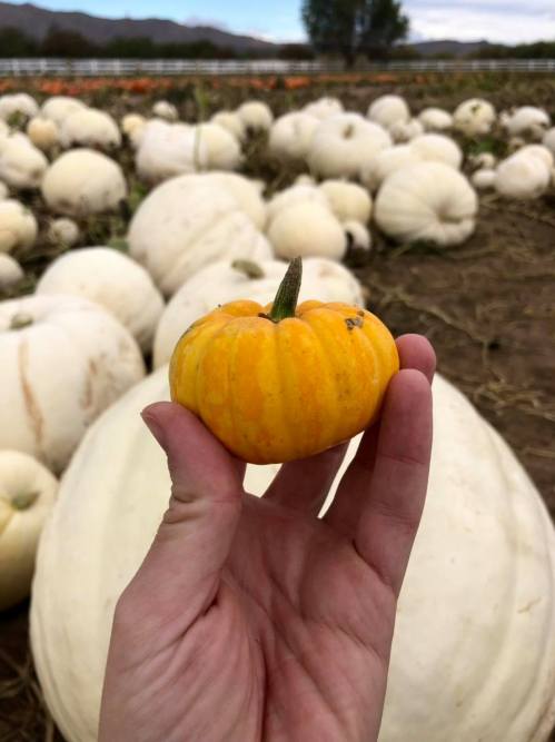 A hand holds a small orange pumpkin in a field of larger white pumpkins.