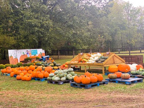 A vibrant pumpkin patch with various pumpkins and gourds displayed on wooden pallets, surrounded by trees.
