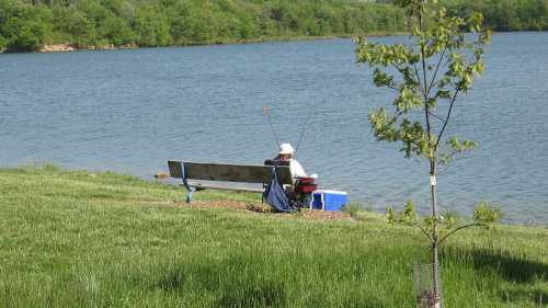 A person fishing from a bench by a calm lake, surrounded by greenery and a small tree nearby.