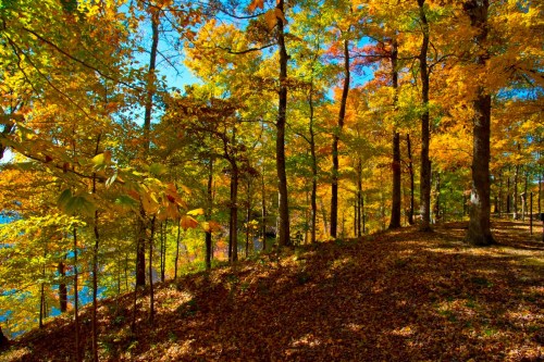 A vibrant autumn forest with colorful leaves and a sunny blue sky, casting shadows on a carpet of fallen leaves.