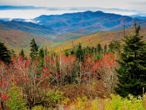 A scenic view of colorful autumn mountains, with vibrant red foliage in the foreground and misty peaks in the distance.