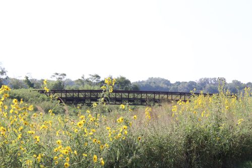 A wooden bridge spans a field of tall grass and vibrant yellow wildflowers under a clear sky.