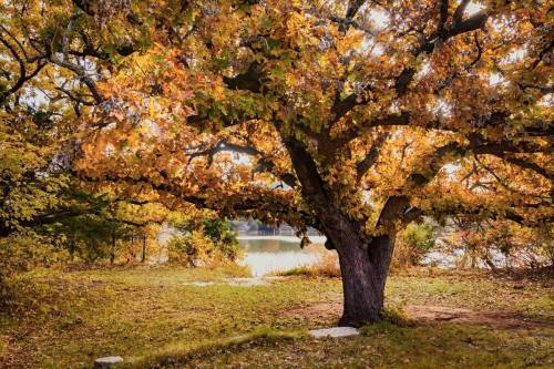 A large tree with vibrant autumn leaves stands by a serene lake, surrounded by a peaceful landscape.