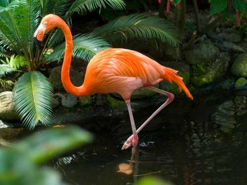 A vibrant orange flamingo stands on one leg in a serene pond surrounded by lush green foliage.