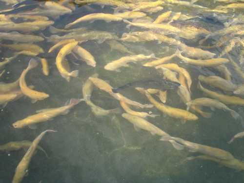 A group of yellow and gray fish swimming in clear water.