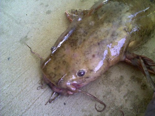 A close-up of a large catfish resting on a flat surface, showing its wet, slimy skin and long whiskers.