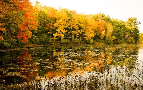 A serene pond surrounded by vibrant autumn foliage reflecting in the water.