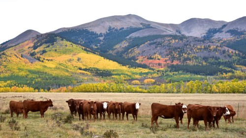 A herd of brown cows grazing in a grassy field with colorful autumn mountains in the background.