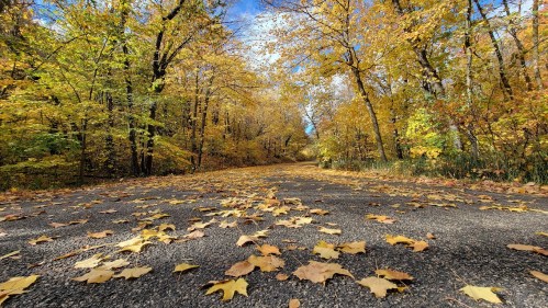 A serene road lined with trees, covered in vibrant autumn leaves, under a clear blue sky.