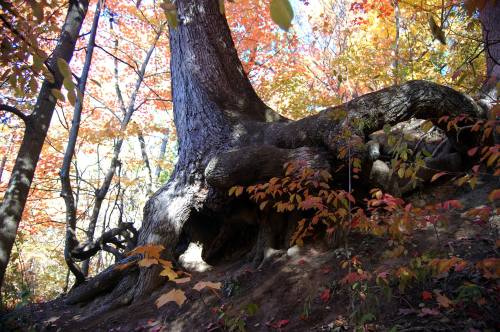 A large tree with a gnarled trunk surrounded by vibrant autumn foliage in a wooded area.