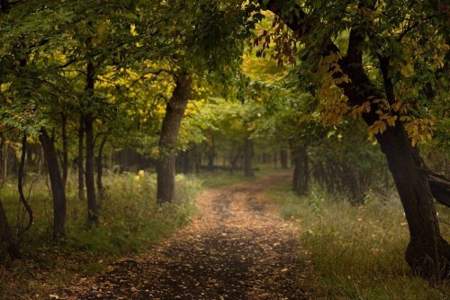 A winding path through a forest with trees displaying autumn foliage and scattered leaves on the ground.
