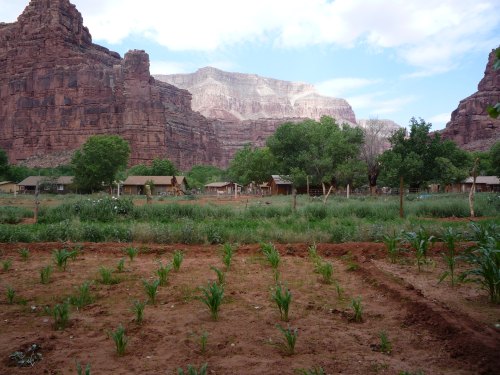 A lush green field with rows of crops, surrounded by towering red rock cliffs and a few wooden structures in the background.