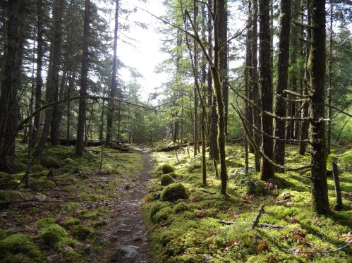 A serene forest path surrounded by tall trees and lush green moss, with soft light filtering through the canopy.