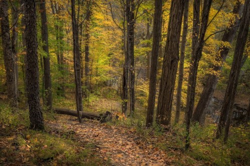 A serene forest path surrounded by tall trees with vibrant autumn leaves and a carpet of fallen leaves on the ground.